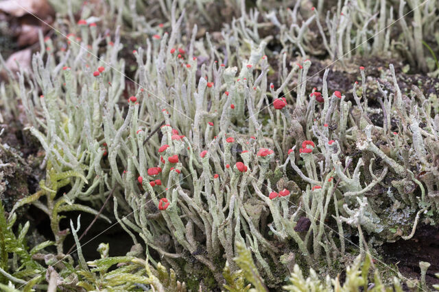 Lipstick Cladonia (Cladonia macilenta)