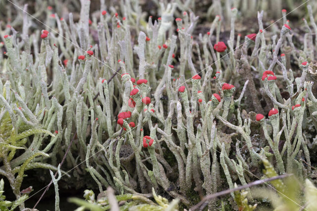 Lipstick Cladonia (Cladonia macilenta)