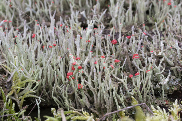 Lipstick Cladonia (Cladonia macilenta)