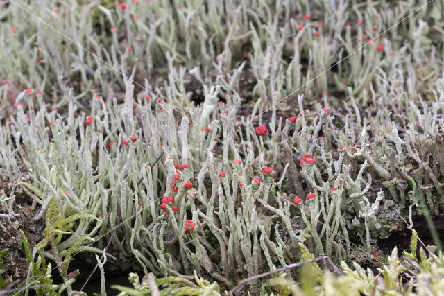 Lipstick Cladonia (Cladonia macilenta)