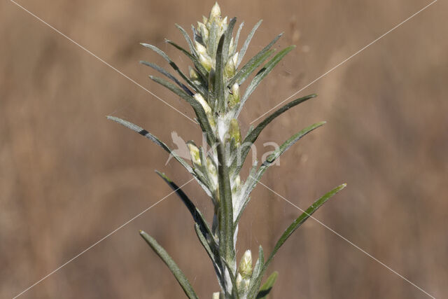 Bosdroogbloem (Gnaphalium sylvaticum)