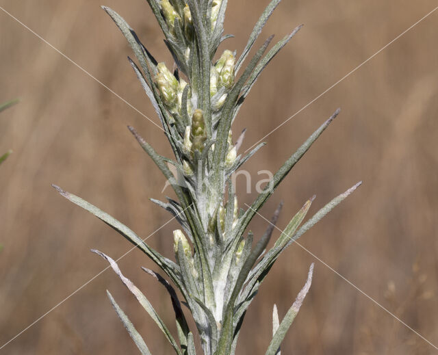 Bosdroogbloem (Gnaphalium sylvaticum)