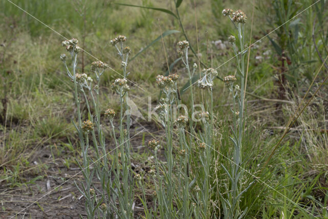 Bleekgele droogbloem (Gnaphalium luteo-album)