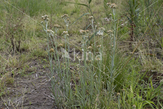 Bleekgele droogbloem (Gnaphalium luteo-album)