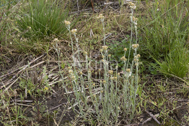 Bleekgele droogbloem (Gnaphalium luteo-album)