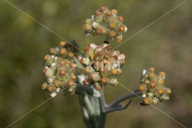 Bleekgele droogbloem (Gnaphalium luteo-album)