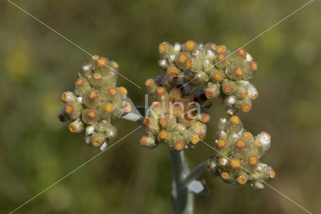 Bleekgele droogbloem (Gnaphalium luteo-album)