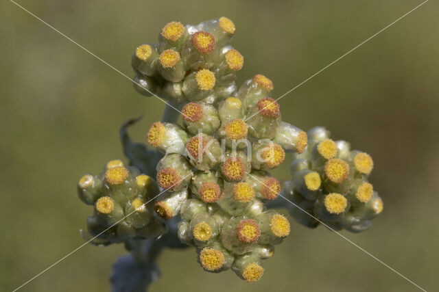 Bleekgele droogbloem (Gnaphalium luteo-album)