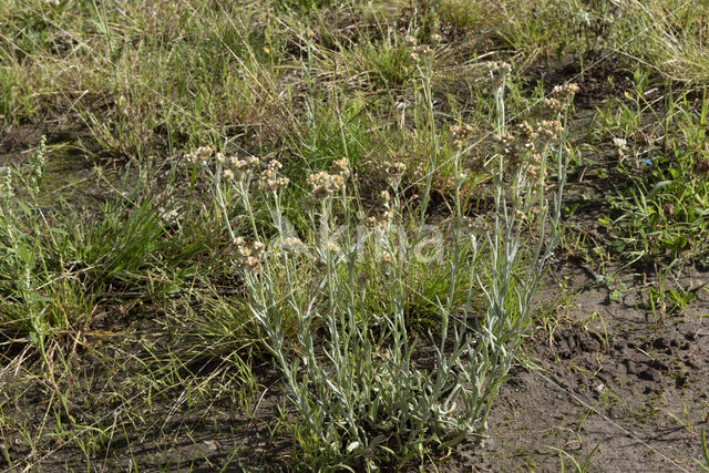 Bleekgele droogbloem (Gnaphalium luteo-album)