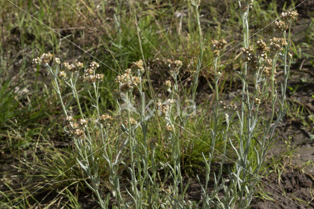 Bleekgele droogbloem (Gnaphalium luteo-album)