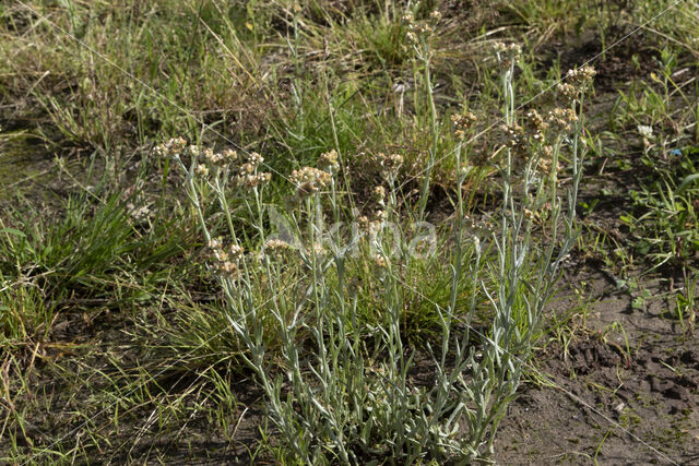 Bleekgele droogbloem (Gnaphalium luteo-album)