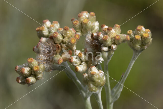 Bleekgele droogbloem (Gnaphalium luteo-album)