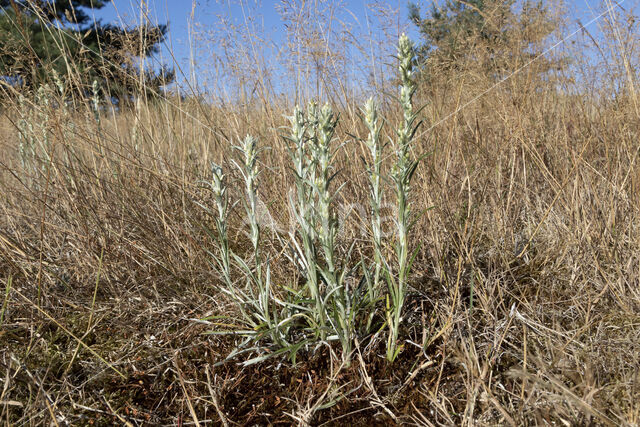 Bosdroogbloem (Gnaphalium sylvaticum)