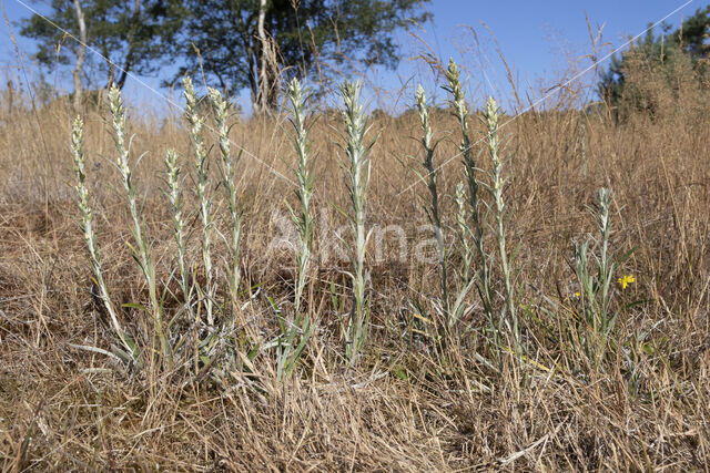 Bosdroogbloem (Gnaphalium sylvaticum)