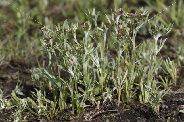 Moerasdroogbloem (Gnaphalium uliginosum)