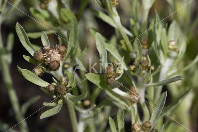 Moerasdroogbloem (Gnaphalium uliginosum)