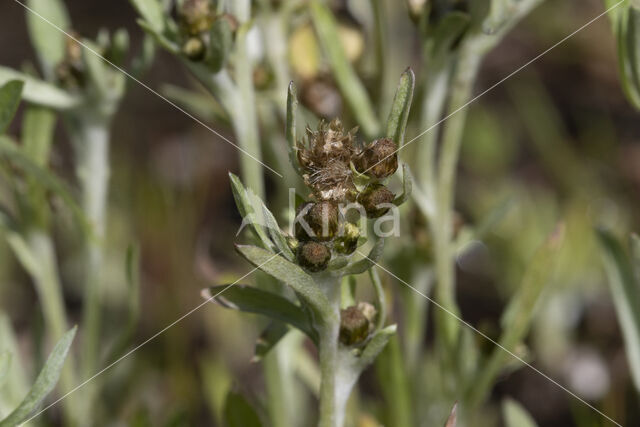 Moerasdroogbloem (Gnaphalium uliginosum)