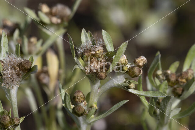 Moerasdroogbloem (Gnaphalium uliginosum)