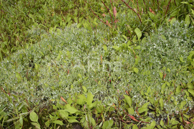 Moerasdroogbloem (Gnaphalium uliginosum)