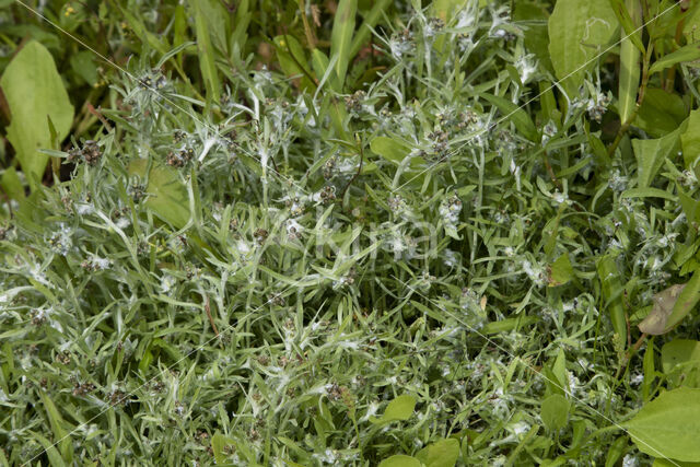 Marsh Cudweed (Gnaphalium uliginosum)