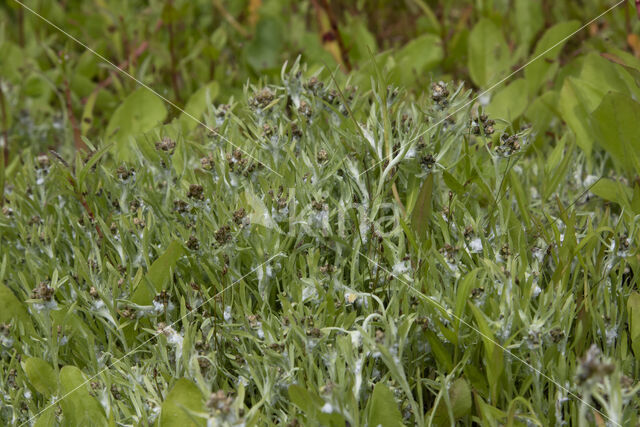 Moerasdroogbloem (Gnaphalium uliginosum)