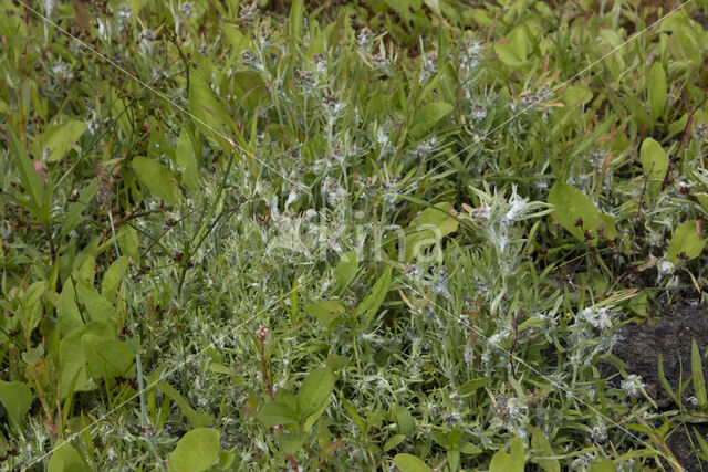 Marsh Cudweed (Gnaphalium uliginosum)