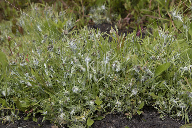 Moerasdroogbloem (Gnaphalium uliginosum)