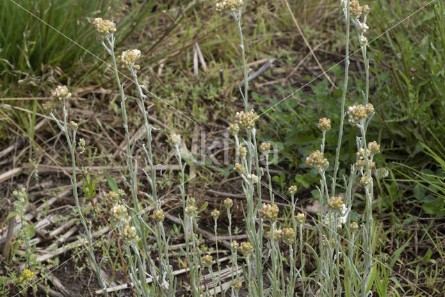 Bleekgele droogbloem (Gnaphalium luteo-album)