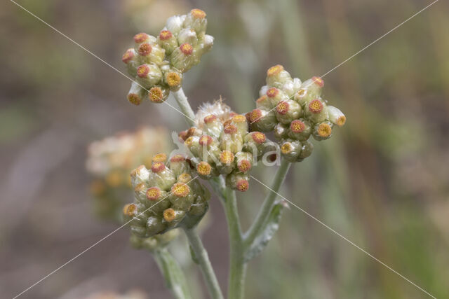 Jersey Cudweed (Gnaphalium luteo-album)