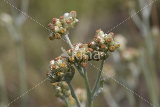 Bleekgele droogbloem (Gnaphalium luteo-album)