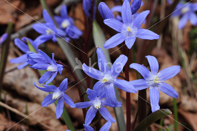 Kleine sneeuwroem (Scilla sardensis)