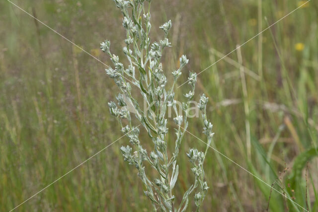 Field Cudweed (Filago arvensis)