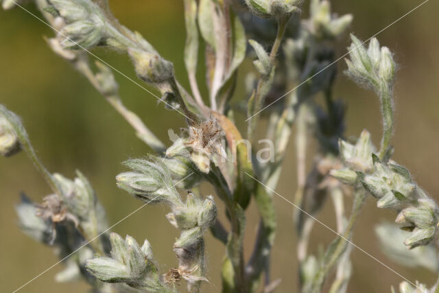 Field Cudweed (Filago arvensis)