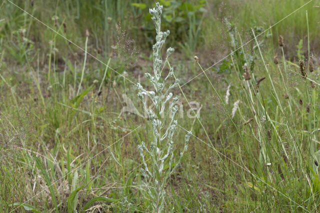 Akkerviltkruid (Filago arvensis)