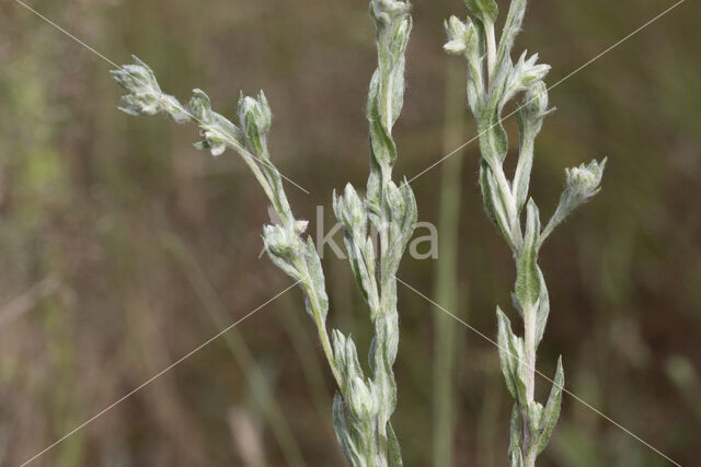 Field Cudweed (Filago arvensis)