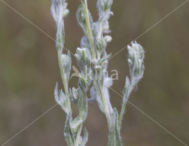 Field Cudweed (Filago arvensis)