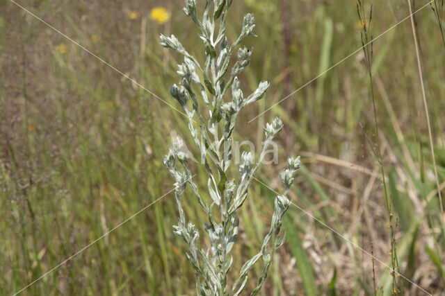 Field Cudweed (Filago arvensis)