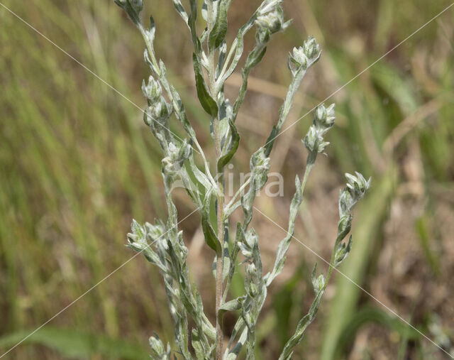 Field Cudweed (Filago arvensis)