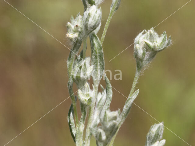 Field Cudweed (Filago arvensis)