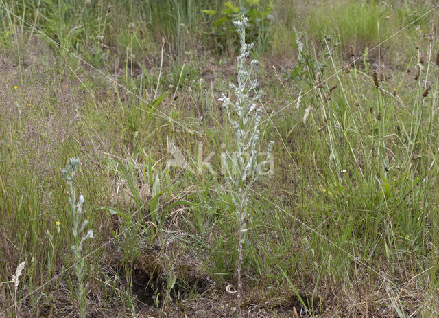 Field Cudweed (Filago arvensis)