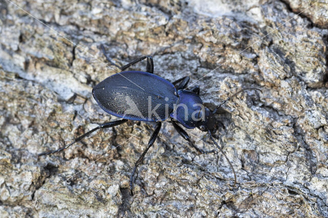 blauwzwarte schallebijter (carabus problematicus)