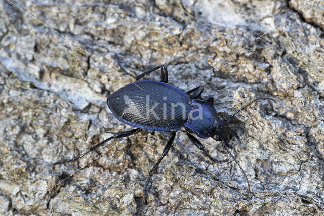 blauwzwarte schallebijter (carabus problematicus)