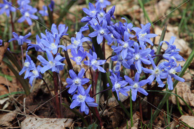 Kleine sneeuwroem (Scilla sardensis)