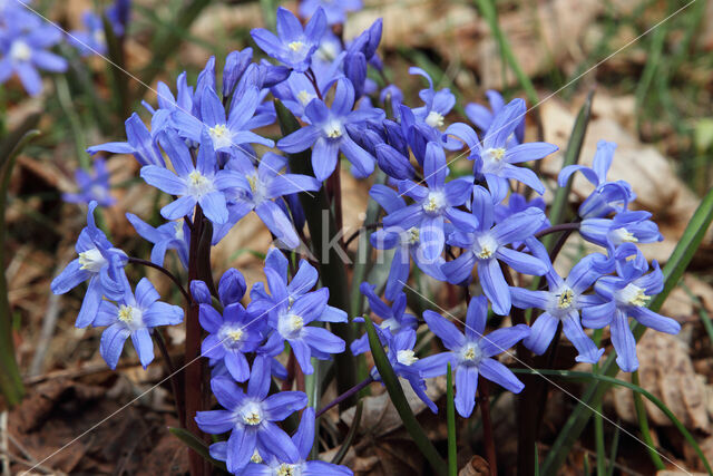 Kleine sneeuwroem (Scilla sardensis)