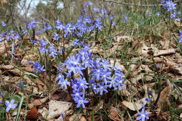 Kleine sneeuwroem (Scilla sardensis)