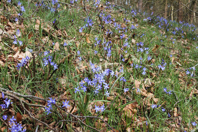 Kleine sneeuwroem (Scilla sardensis)