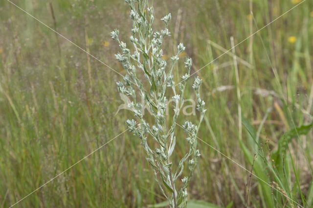 Akkerviltkruid (Filago arvensis)