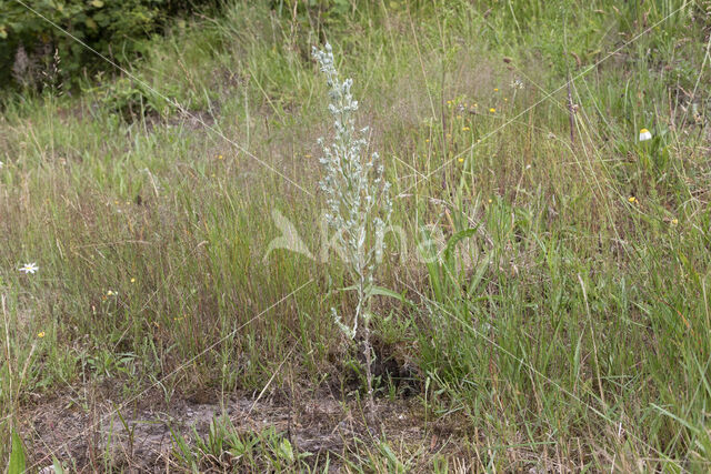 Field Cudweed (Filago arvensis)