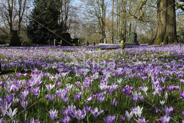 Bonte krokus (Crocus vernus)