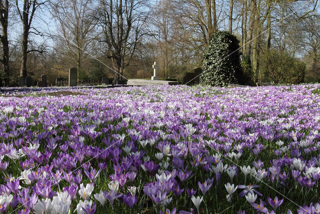 Bonte krokus (Crocus vernus)